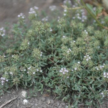 Thymus herba-barona 