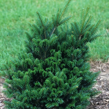 Abies koreana 'Julian Potts' 