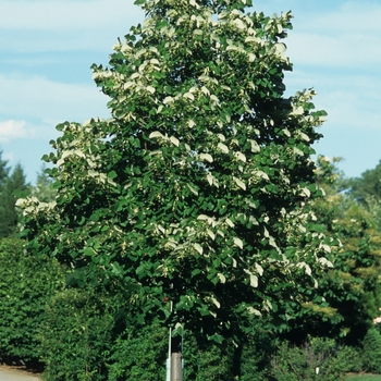 Tilia cordata 