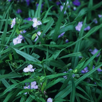 Tradescantia virginiana 