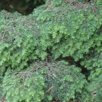 Tsuga canadensis 'Jeddeloh'