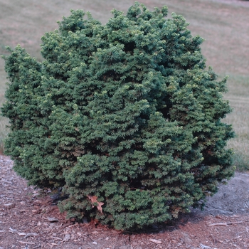 Tsuga canadensis 'Jervis' 