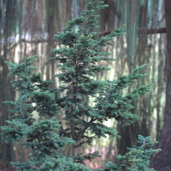 Tsuga canadensis 'Lewis' 