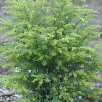 Tsuga canadensis 'Emerald Fountain®'