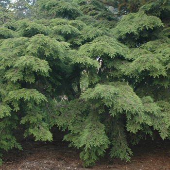 Tsuga canadensis 'Sargentii'