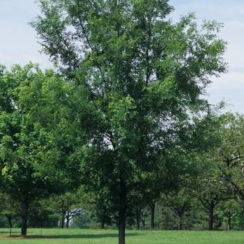 Ulmus parvifolia 