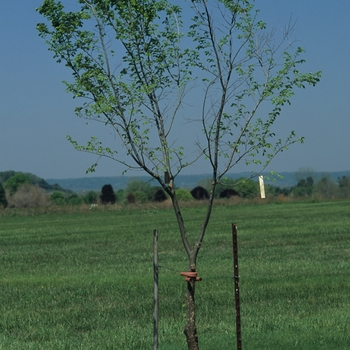 Ulmus parvifolia 'Burgundy'