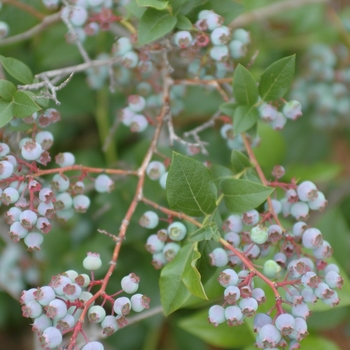 Vaccinium corymbosum 'Berkeley' 