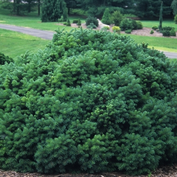 Abies lasiocarpa 'Green Globe'