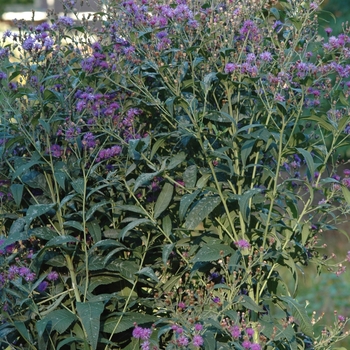 Vernonia gigantea