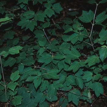Viburnum acerifolium 