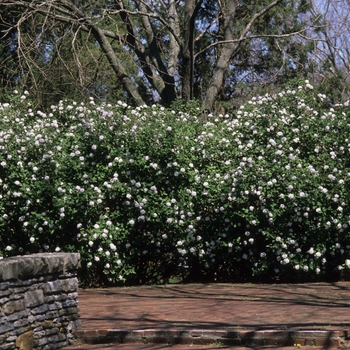 Viburnum carlesii 'Compactum' 