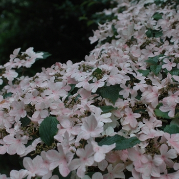 Viburnum plicatum f. tomentosum 'Pink Beauty'