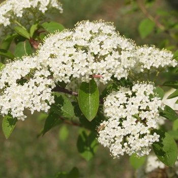 Viburnum prunifolium 