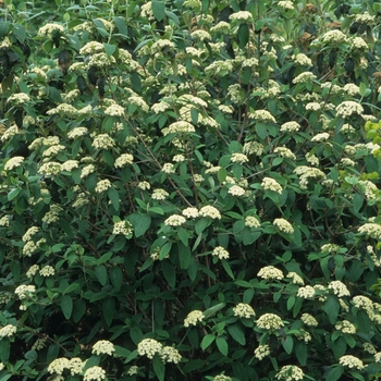 Viburnum rhytidophyllum 