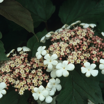 Viburnum sargentii 'Onondaga'