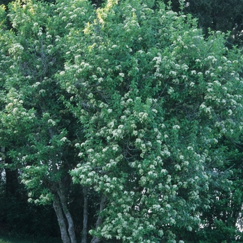 Viburnum sieboldii 