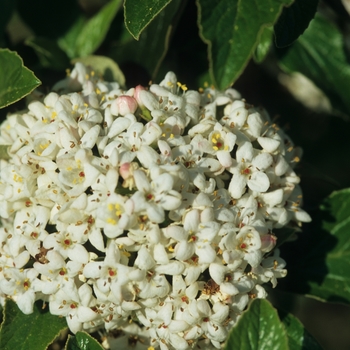 Viburnum 'Chesapeake' (037924)