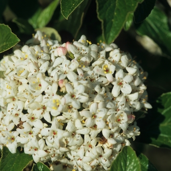 Viburnum 'Chesapeake'