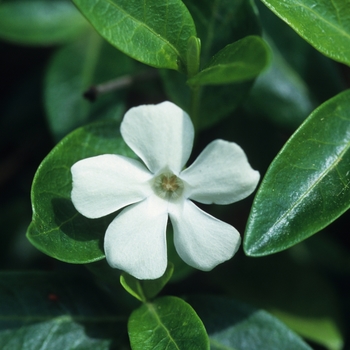 Vinca minor 'Alba' 