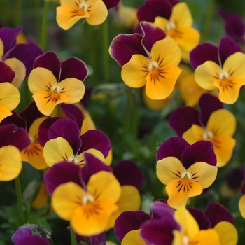 Viola cornuta Sorbet® XP 'Orange Jump Up'