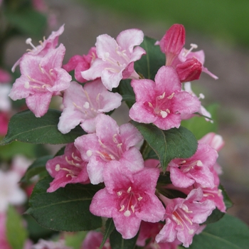 Weigela florida 'Carnaval™' 'Courtalour'