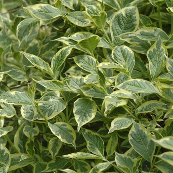 Weigela florida 'Variegata Nana' 