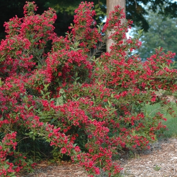 Weigela florida 'Red Prince'