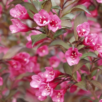 Weigela florida 'Wine & Roses®'