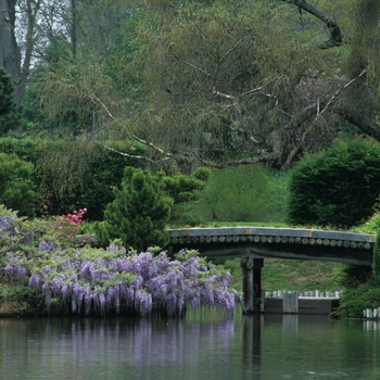 Wisteria floribunda 