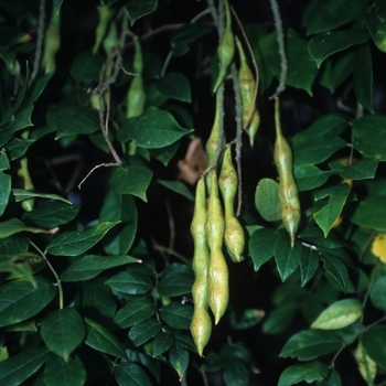 Wisteria frutescens