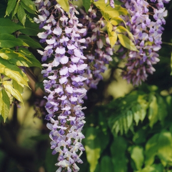 Wisteria sinensis 