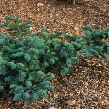 Abies magnifica 'Prostrata' 