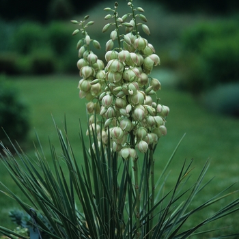 Yucca glauca