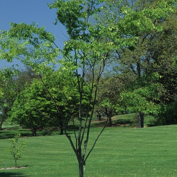 Zelkova serrata 