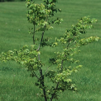 Zelkova serrata 'Goshiki' 