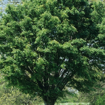 Zelkova serrata 'Village Green'