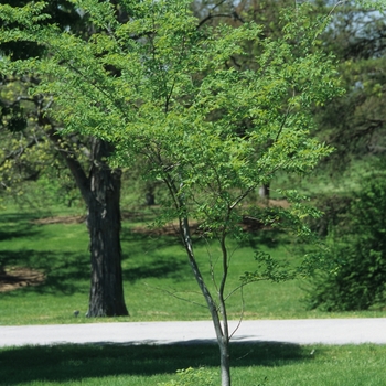 Zelkova sinica