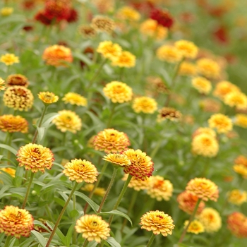 Zinnia haageana 'Aztec Sunset' 