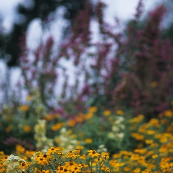 Zinnia angustifolia 'Star Gold' (038122)