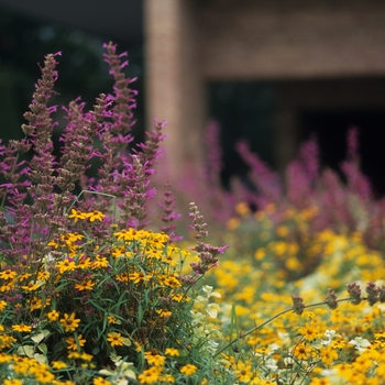 Zinnia angustifolia 'Star Gold' (038124)