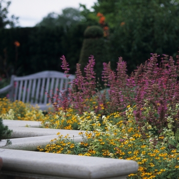 Zinnia angustifolia 'Star Gold' (038125)