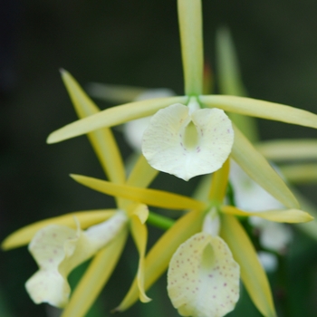 Brassolaelia 'Yellow Bird'