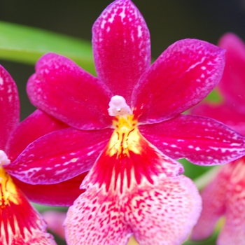 Burrageara Nelly Isler 'Swiss Beauty' (038134)