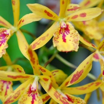 Epilaeliocattleya Don Herman 'Gold Rush'