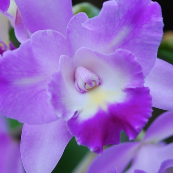 Laeliocattleya Angel Heart 'Sumi'