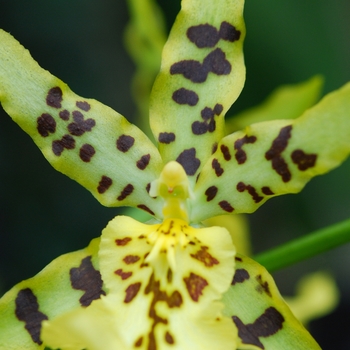 Maclellanara Pagan Lovesong 'Ruby Charles'