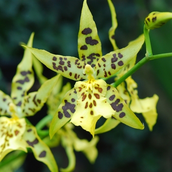 Maclellanara Pagan Lovesong 'Ruby Charles' (038139)