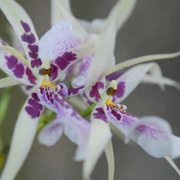 Miltassia Charles M. Fitch 'Izumi'