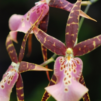 Miltassia Olmec 'Kanno'